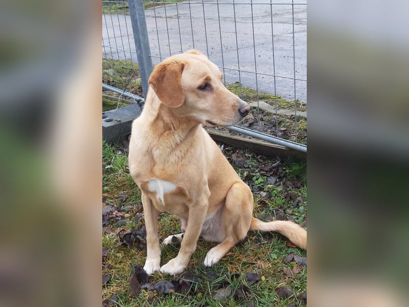 Charlie - Wer nimmt sich Zeit, ihn kennenzulernen? (07806 Weira)