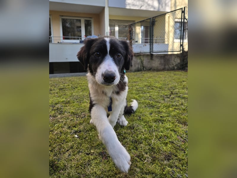 Rolli - 5 Monate, verspielt, menschenbezogen