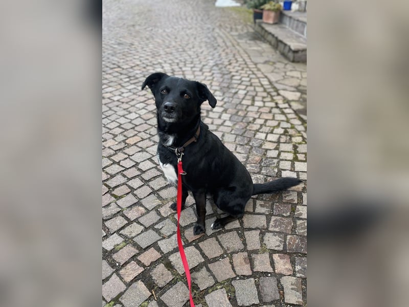 August - Großes Herz sucht Familie für ein dauerhaftes Happy End! (84144 Geisenhausen)