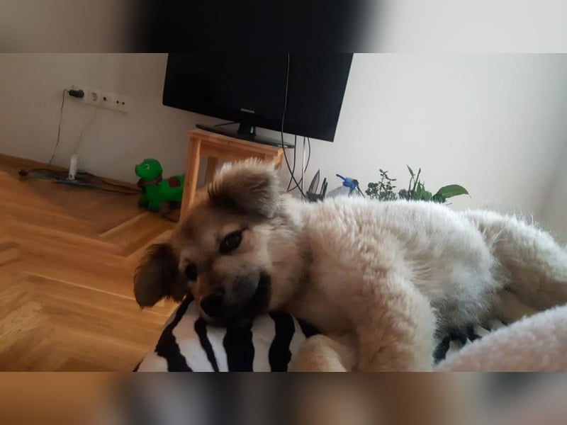 Luna möchte Teil deiner Familie werden