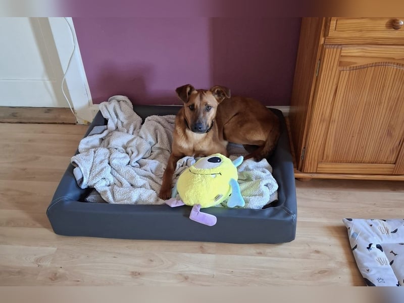 Joschi – ein Freund fürs Leben