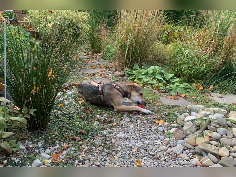 Trusky - sensibler Jungspund sucht Sicherheit (83098 Brannenburg)