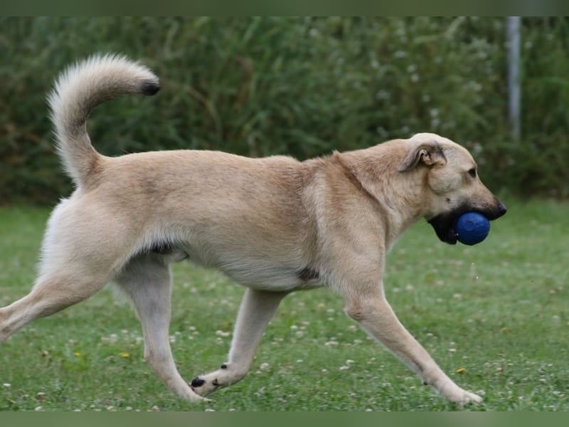 Lucky sehnt sich nach einem Für-immer-Zuhause (84152 Mengkofen)