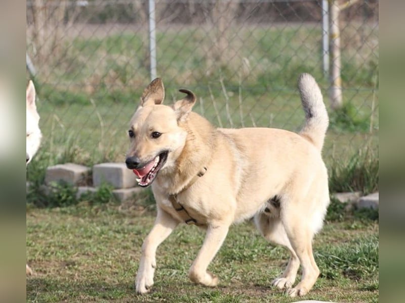Lucky sehnt sich nach einem Für-immer-Zuhause (84152 Mengkofen)