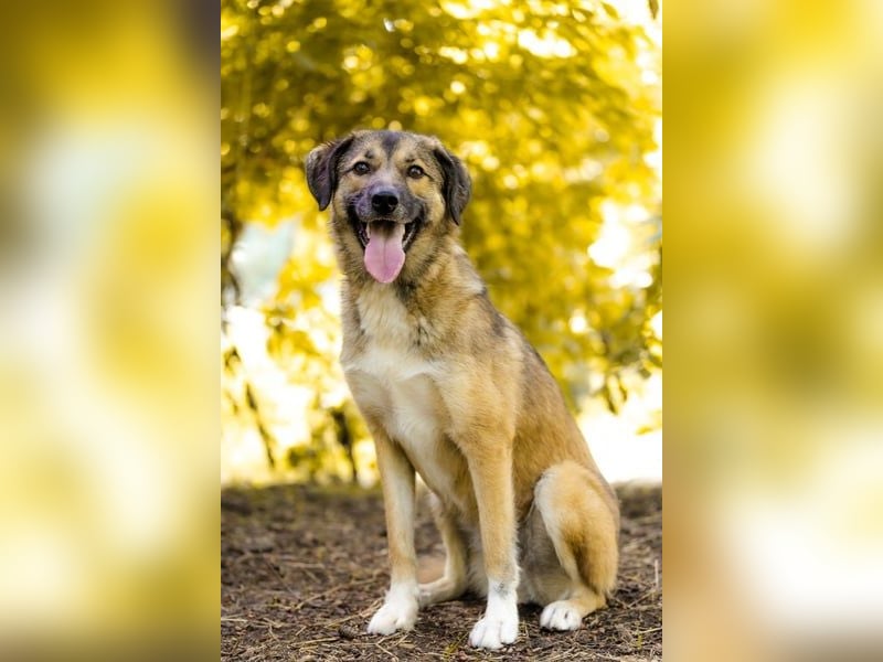 Rey wünscht sich eine eigene Familie (15938 Drahnsdorf)