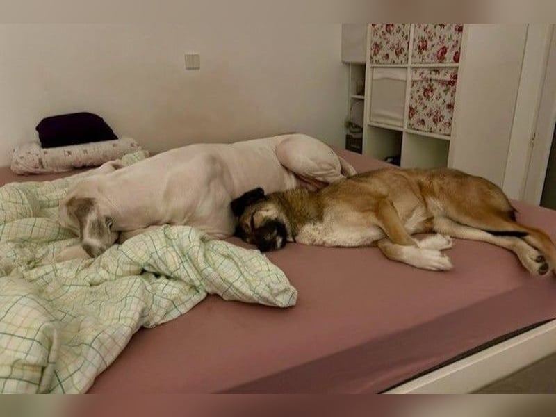 Rey wünscht sich eine eigene Familie (15938 Drahnsdorf)