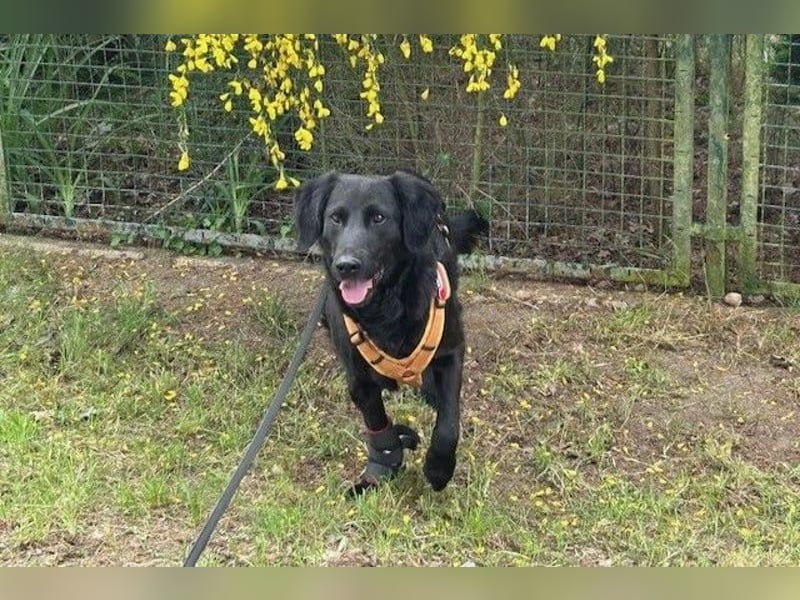 Blacky - Das Glück zum Greifen nah (15938 Drahnsdorf)