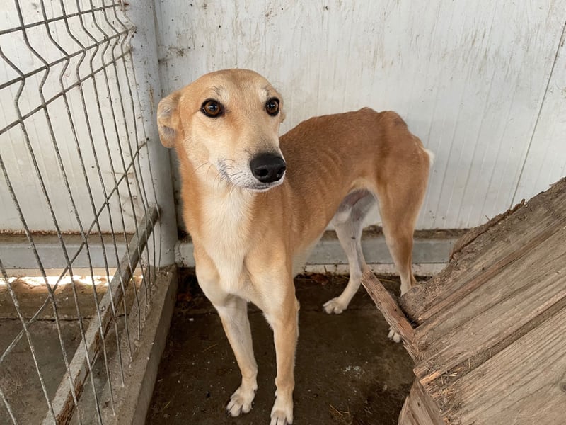TOFU sucht ein Zuhause
