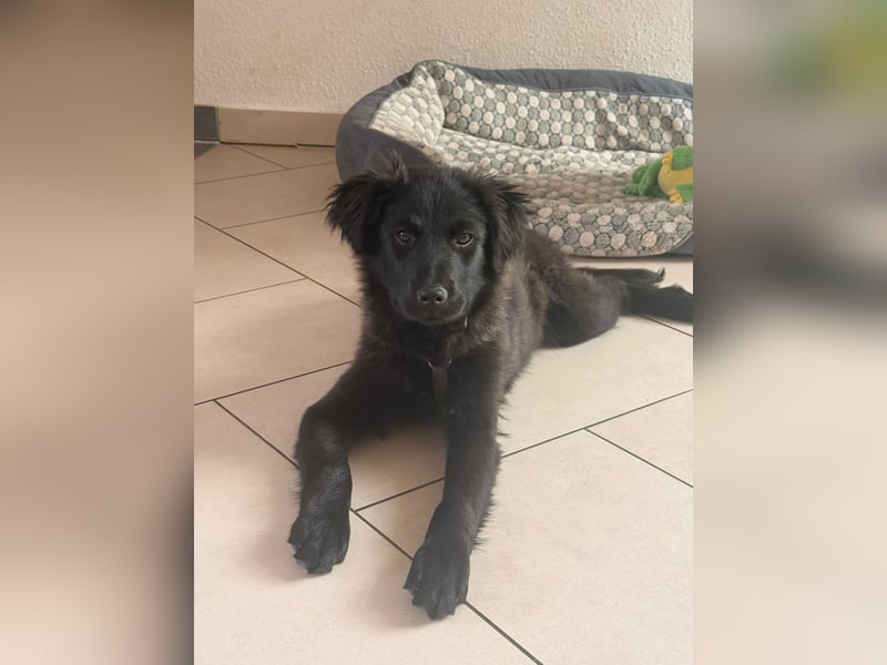 Zoe sucht ein liebevolles Zuhause (47506 Neukirchen-Vluyn)