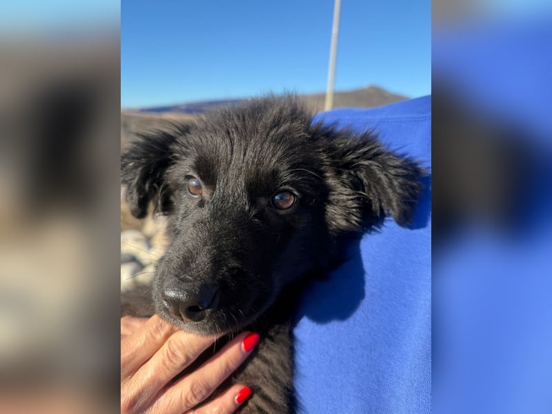 Robbie wünscht sich sein eigenes Körbchen (53498 Bad Breisig)