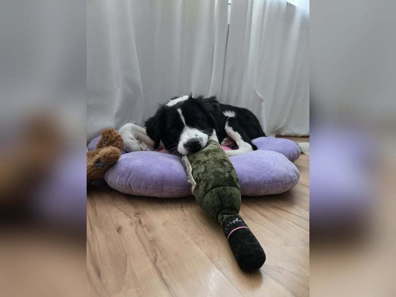 Rolli - 5 Monate, verspielt, menschenbezogen