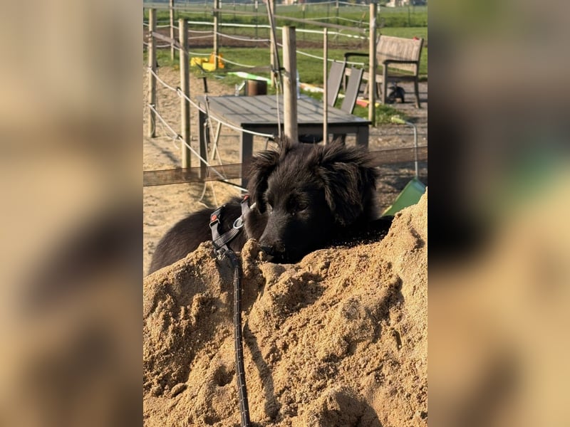 Zoe sucht ein liebevolles Zuhause (47506 Neukirchen-Vluyn)