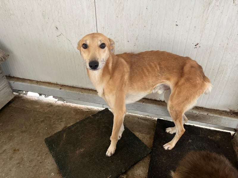 TOFU sucht ein Zuhause