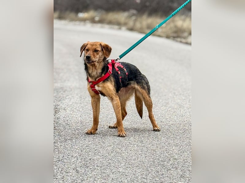 Elara möchte Teil eurer Familie werden (85591 Vaterstetten)