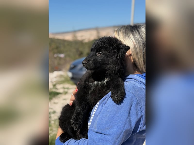 Kiano - Freund fürs Leben gesucht