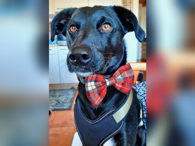 August - Großes Herz sucht Familie für ein dauerhaftes Happy End! (78166 Donaueschingen)