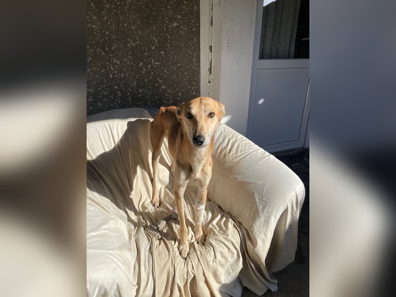 TOFU sucht ein Zuhause