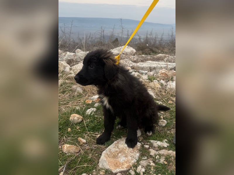 Momo sucht ein liebevolles Zuhause (80997 München)