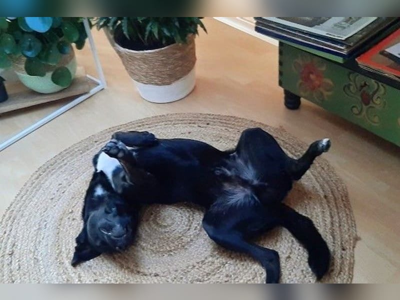 August - Großes Herz sucht Familie für ein dauerhaftes Happy End! (84144 Geisenhausen)