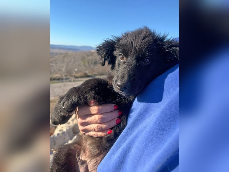 Robbie wünscht sich sein eigenes Körbchen (53498 Bad Breisig)