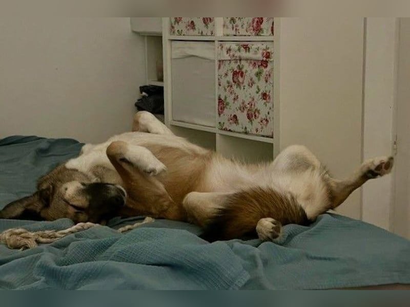 Rey wünscht sich eine eigene Familie (15938 Drahnsdorf)