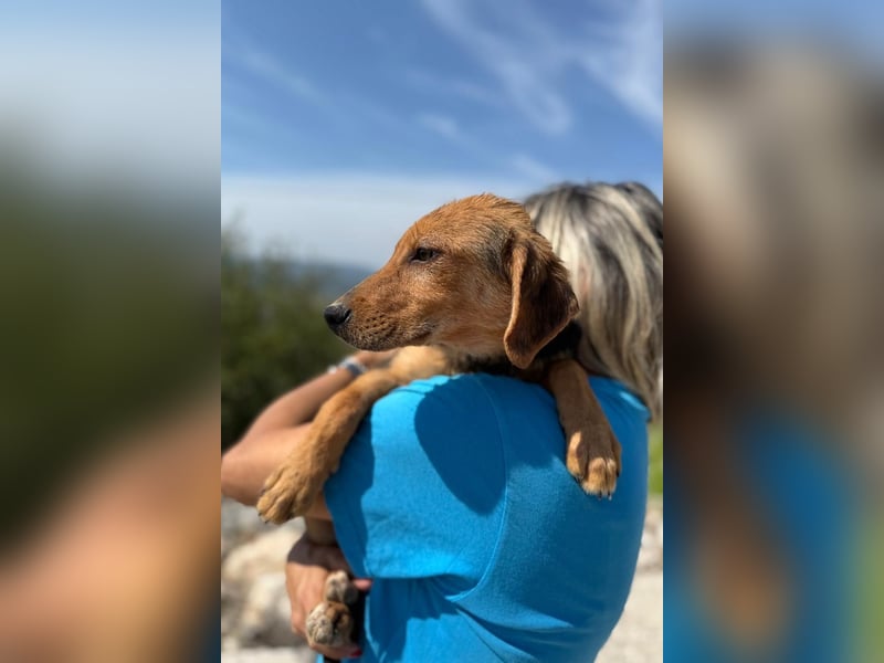 Elara möchte Teil eurer Familie werden (85591 Vaterstetten)