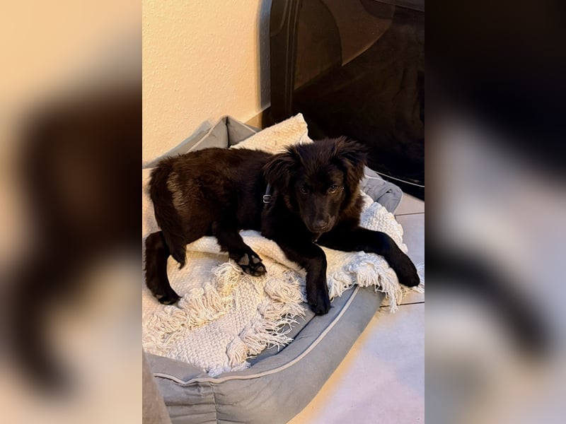 Zoe sucht ein liebevolles Zuhause (47506 Neukirchen-Vluyn)