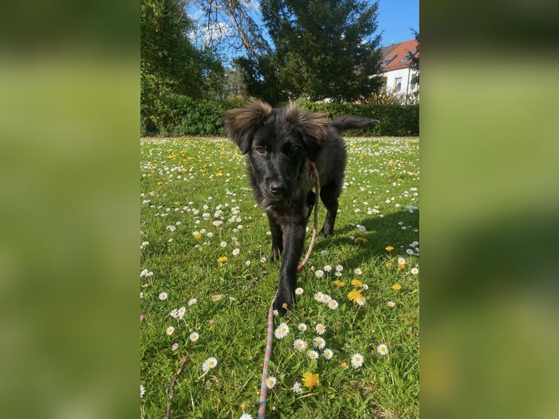 Momo sucht ein liebevolles Zuhause (80997 München)
