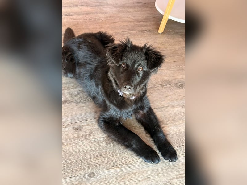 Robbie wünscht sich sein eigenes Körbchen (53498 Bad Breisig)