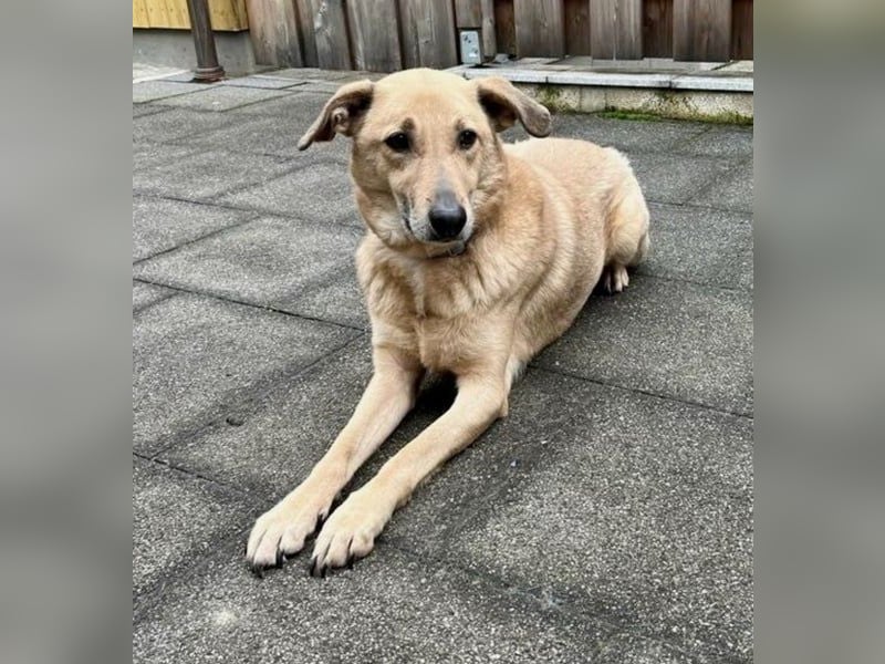 Lucky sehnt sich nach einem Für-immer-Zuhause (84152 Mengkofen)