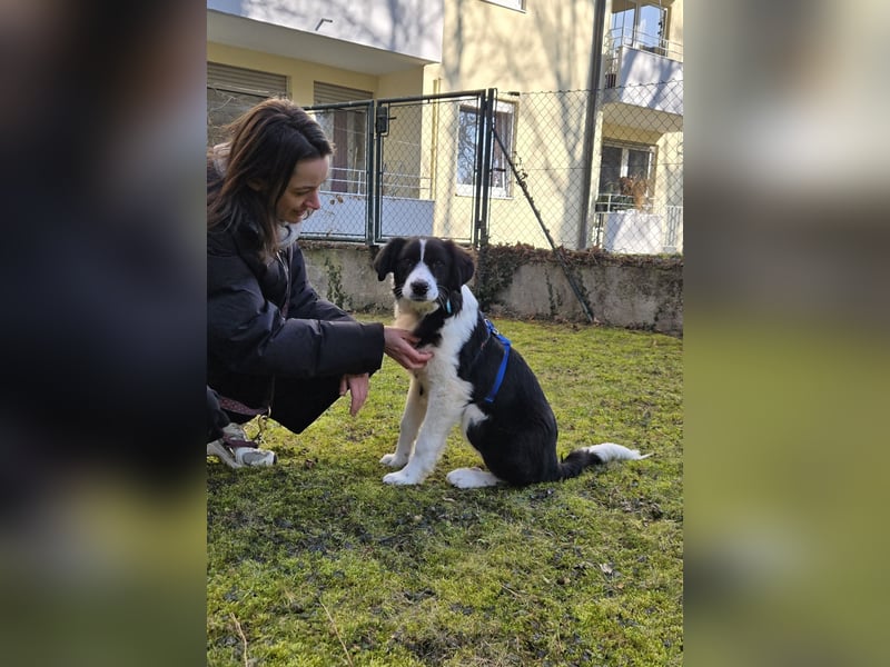 Rolli - 5 Monate, verspielt, menschenbezogen