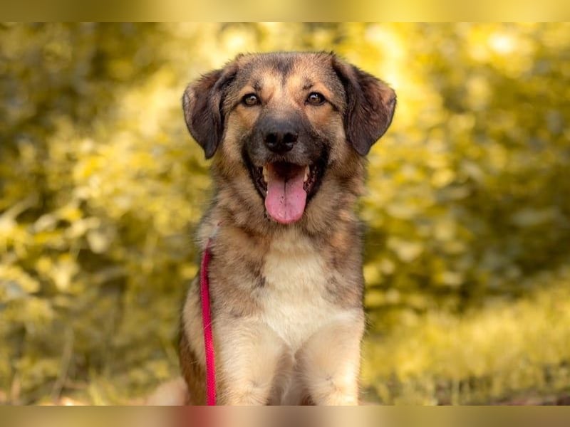 Rey wünscht sich eine eigene Familie (15938 Drahnsdorf)