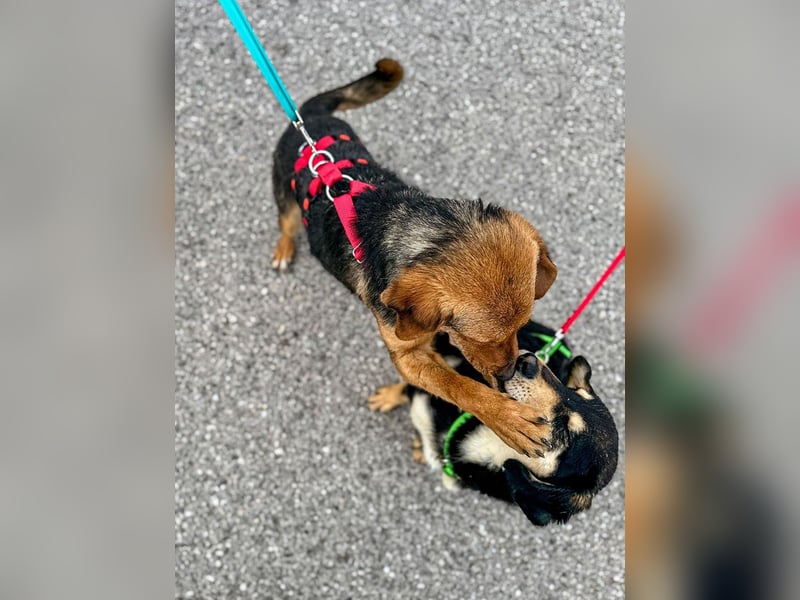 Elara möchte Teil eurer Familie werden (85591 Vaterstetten)