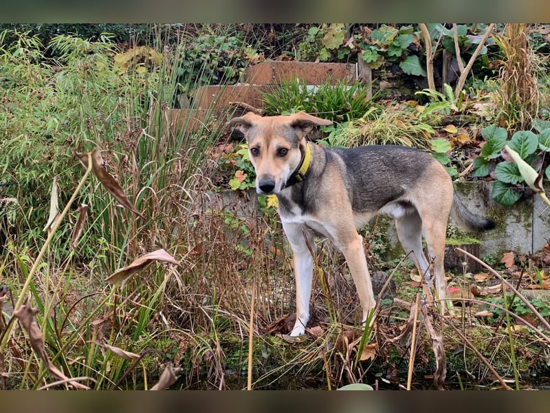 Trusky - sensibler Jungspund sucht Sicherheit (83098 Brannenburg)