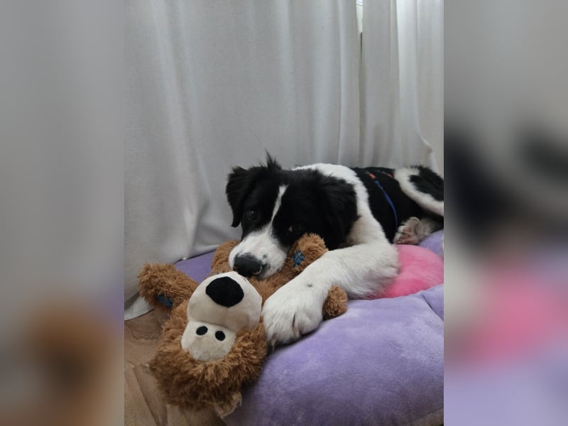 Rolli - 5 Monate, verspielt, menschenbezogen