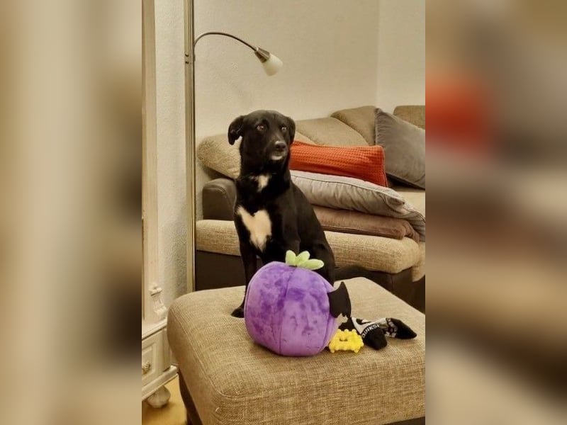 August - Großes Herz sucht Familie für ein dauerhaftes Happy End! (78166 Donaueschingen)