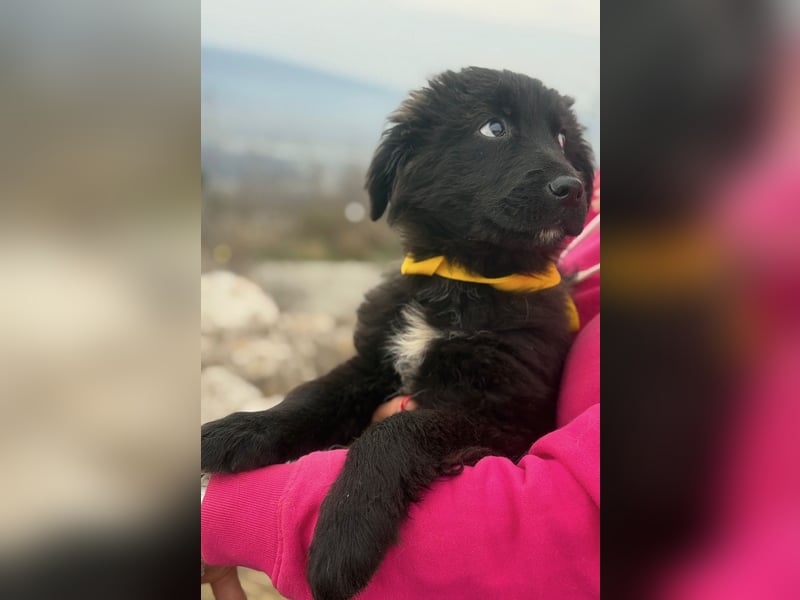 Momo sucht ein liebevolles Zuhause (80997 München)