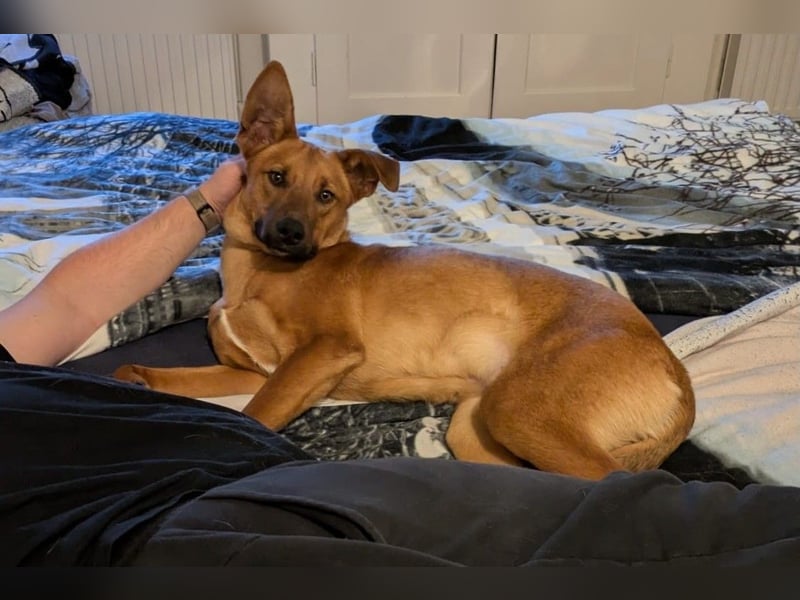 Joschi – ein Freund fürs Leben