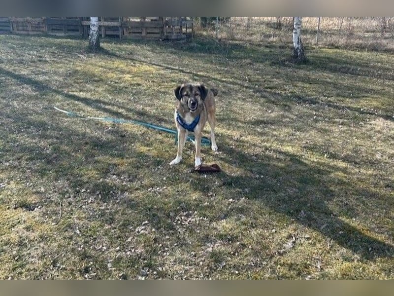 Rey wünscht sich eine eigene Familie (15938 Drahnsdorf)