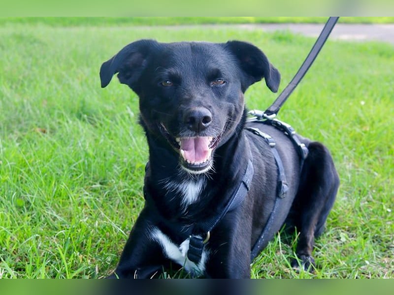 August - Großes Herz sucht Familie für ein dauerhaftes Happy End! (78166 Donaueschingen)