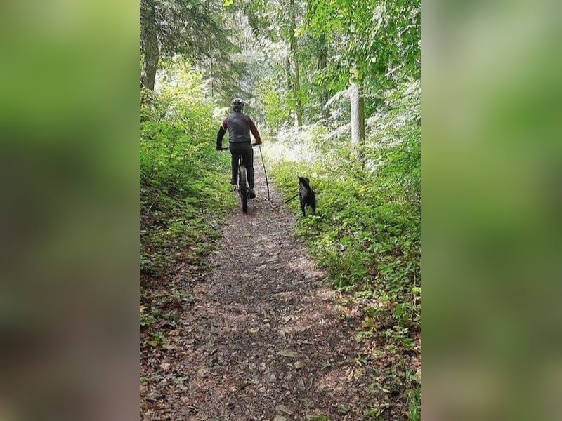 August - Großes Herz sucht Familie für ein dauerhaftes Happy End! (78166 Donaueschingen)