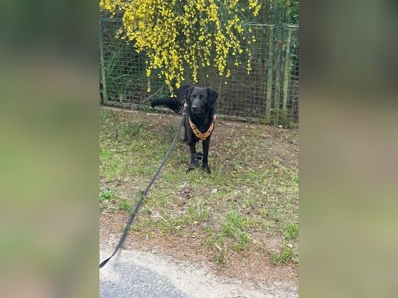 Blacky - Das Glück zum Greifen nah (15938 Drahnsdorf)