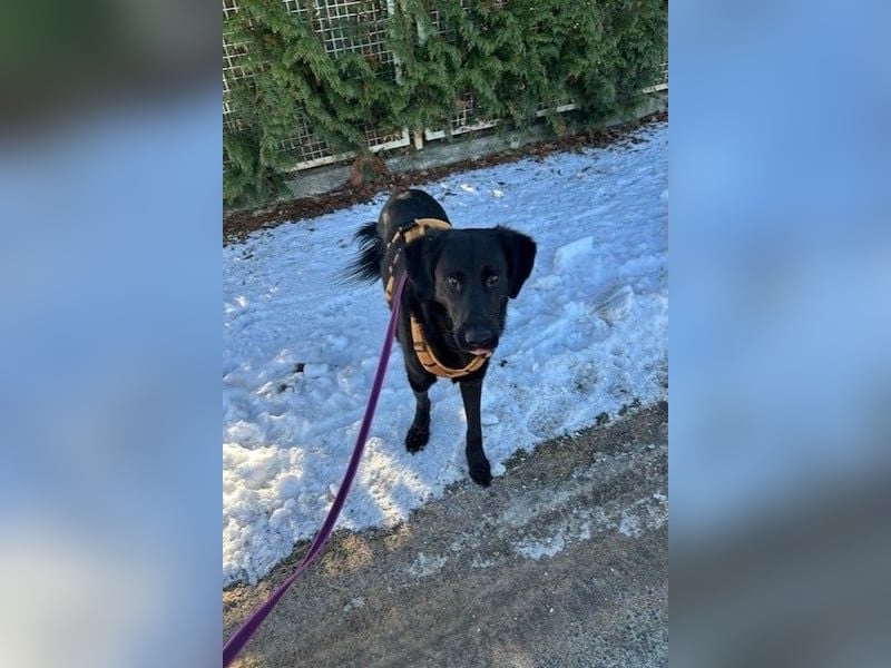 Blacky - Das Glück zum Greifen nah (15938 Drahnsdorf)