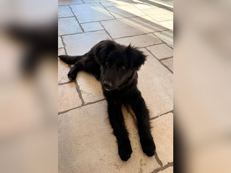 Robbie wünscht sich sein eigenes Körbchen (53498 Bad Breisig)