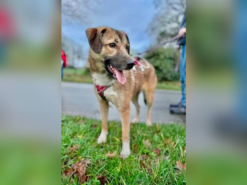 Rey wünscht sich eine eigene Familie (15938 Drahnsdorf)