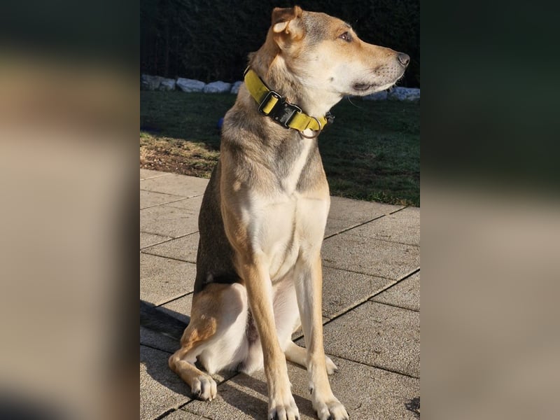 Trusky - sensibler Jungspund sucht Sicherheit (83098 Brannenburg)