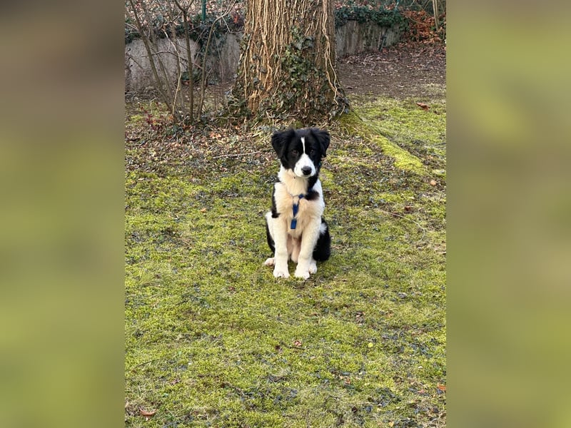 Rolli - 5 Monate, verspielt, menschenbezogen