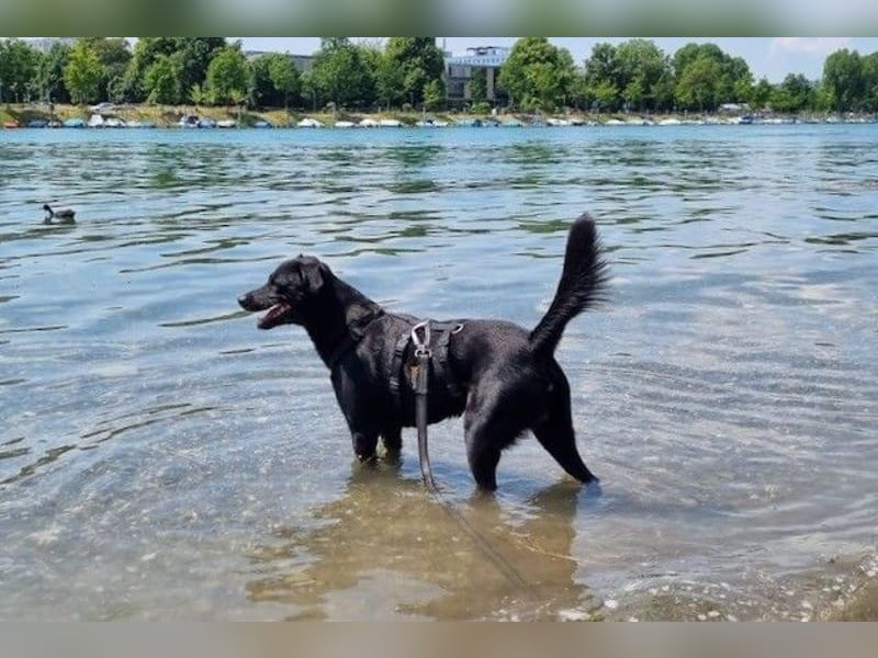 August - Großes Herz sucht Familie für ein dauerhaftes Happy End! (84144 Geisenhausen)