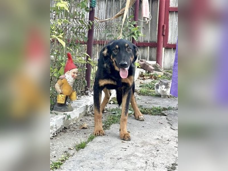 Hugo - toller Junghund sucht Familie