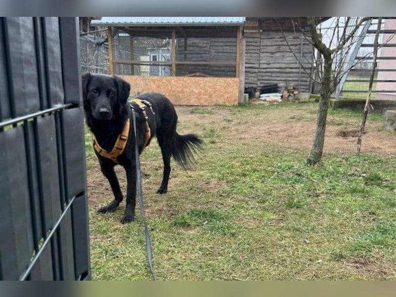 Blacky - Das Glück zum Greifen nah (15938 Drahnsdorf)